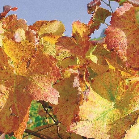 Weingut Alfred Huber Apartment Durbach Exterior foto