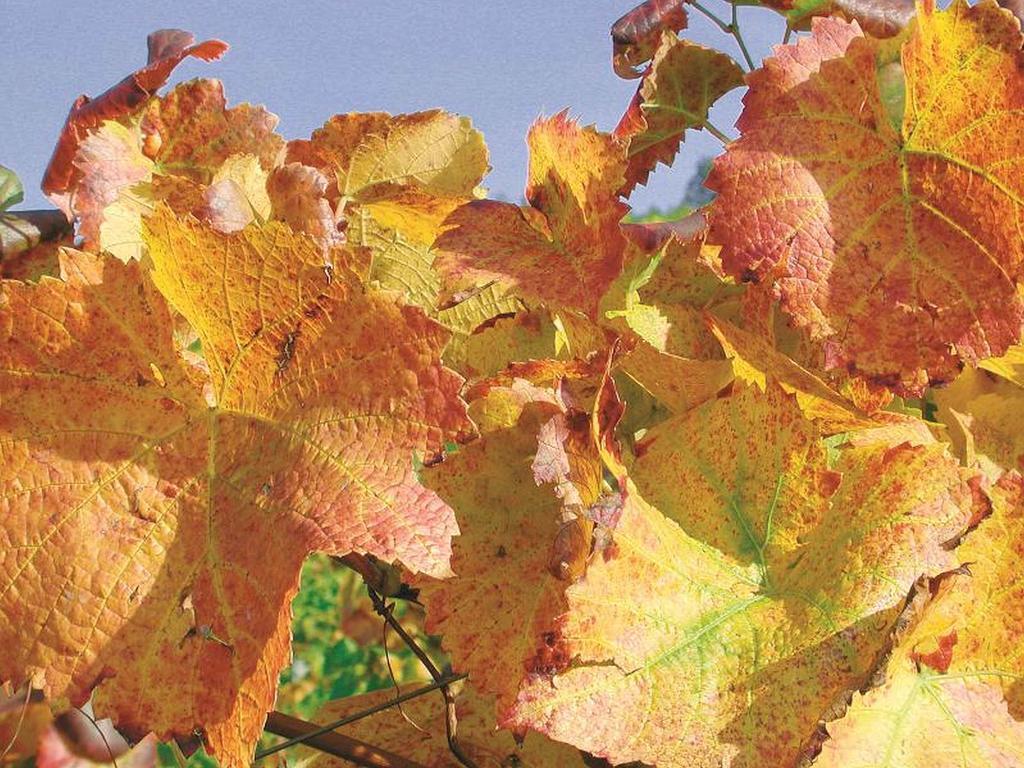 Weingut Alfred Huber Apartment Durbach Exterior foto